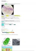 WJEC/Eduqas A-Level Biology: 1.2 Photosynthesis Notes (A* GRADE)