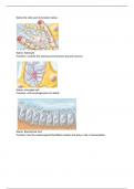 Anatomy & Physiology I Lab Exam 2 Study Guide