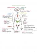  The Human Endocrine System 