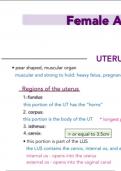 1. pelvic anatomy (obgyn) ultrasound