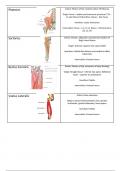 Summary of muscles of the lower limb