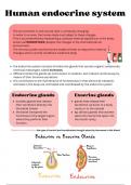 The human endocrine system