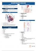 Anatomy Comprehensive notes on Respiratory System for students