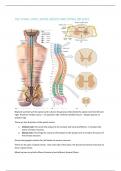 Summary Fundamentals of Anatomy and Physiology -  physiology