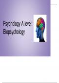 Biopsychology revision presentation 