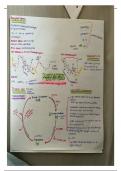 WJEC A Level Biology photosynthesis Revision Notes 