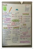 WJEC A Level Biology Revision Notes, Microbiology 