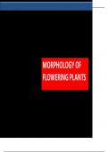 MORPHOLOGY OF FLOWERING PLANTS