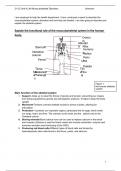 unit 8 LAA Musculoskeletal Assignment