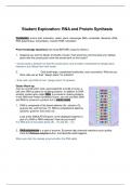 Student Exploration: RNA and Protein Synthesis 2023 (Graded A+)