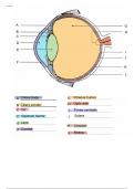 The Eye Diagrams