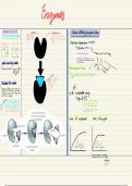 Summary A-Level Biology: AQA -  Unit 1 - Biological molecules - enzymes