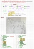 Zusammenfassung über die Einteilung des Tierkörpers, Organe und Organsysteme 