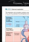 Respiratory system class notes BIOL 472 (Physiology) 