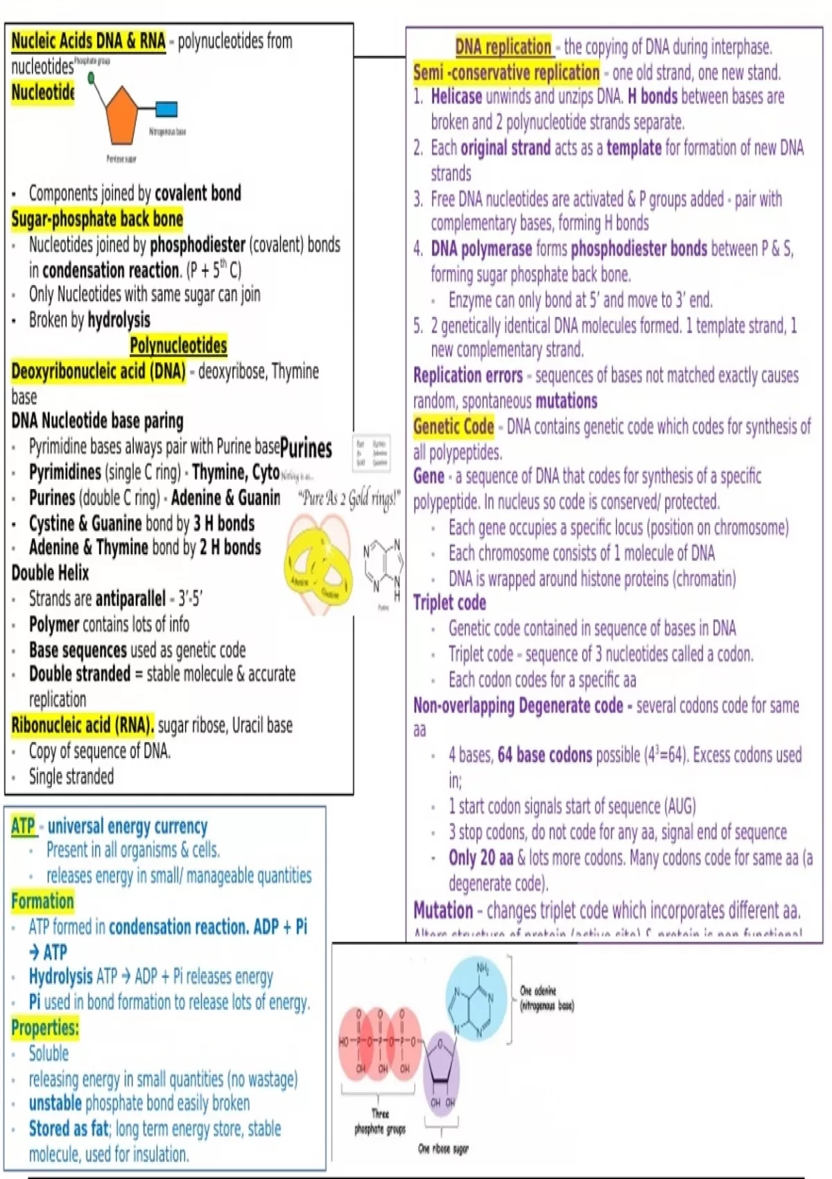 OCR Biology Nucleotides & Nucleic Acids 2.1.3 revision summary By A*