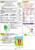 OCR Biology Photosynthesis 5.2.1 Revision summary - By A* Student