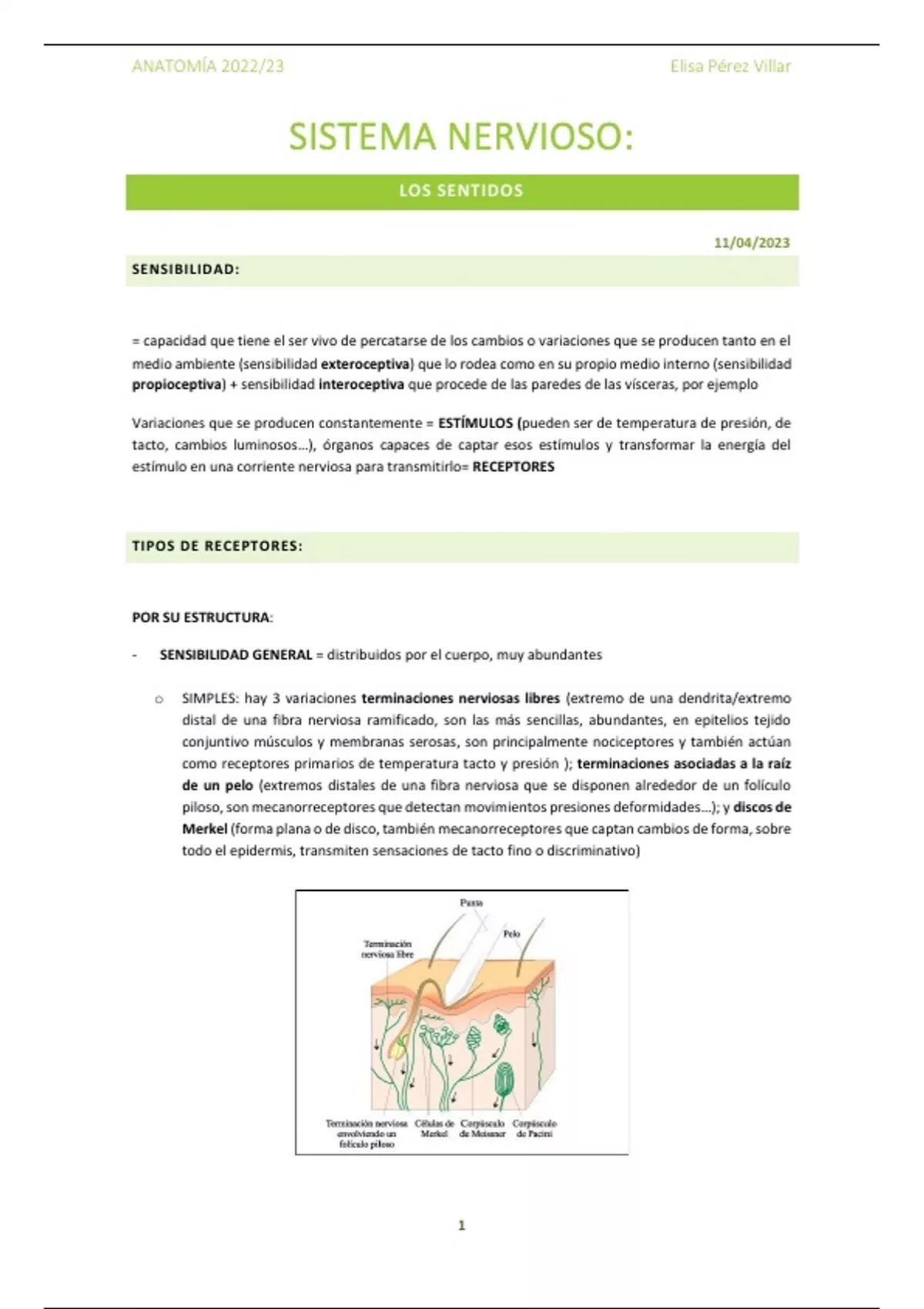 Apuntes Anatomía - Los sentidos (Sistema nervioso) - Anatomía - Stuvia ES