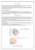 Anatomy of fetal skull (class notes)