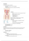Anatomie urinewegstelsel en spijsvertering 