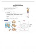 Samenvatting Biologische Psychologie 1: Macrostructuur van het zenuwtelsel