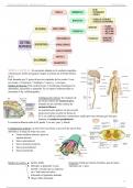 Anatomía del sistema nervioso
