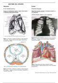 Anatomía del corazón- Configuración externa