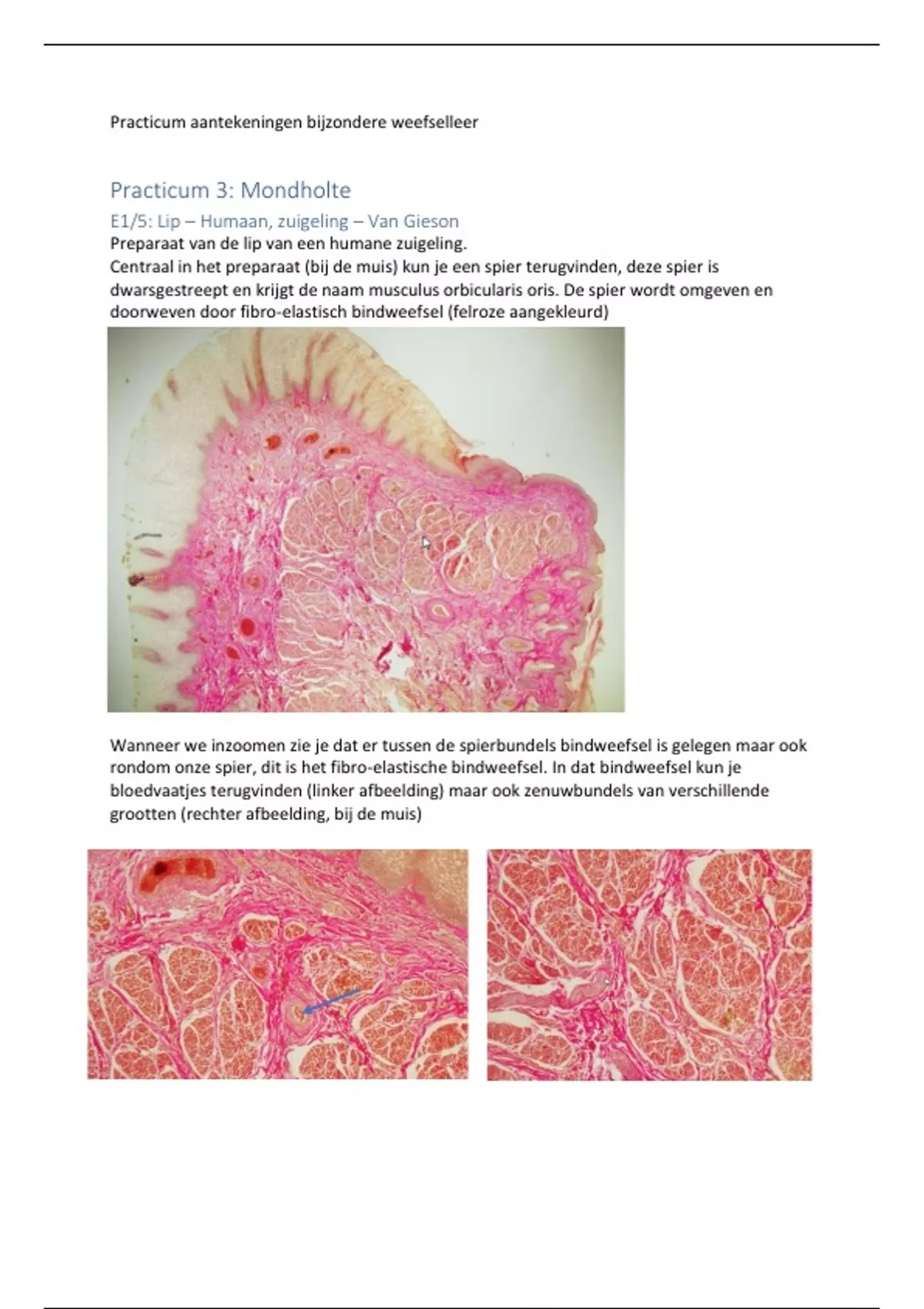 Bijzondere weefselleer practicum 3 - Bijzondere weefselleer van de  huisdieren II - Stuvia NL, image size:1200x1700