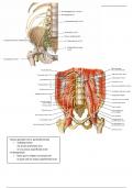 anatomie- plexus lumbosacralis