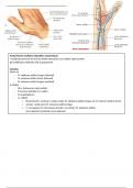 Anatomische snuifdoos (tabatière anatomique)