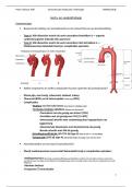 samenvatting vzom geneeskunde heelkunde - cardiologie - aorta