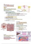 18. Liver (OV1113 Intro to optom biology)