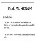 ANATOMY OF THE PELVIS AND PERINIUM