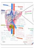 Diagrams with annotations of the liver
