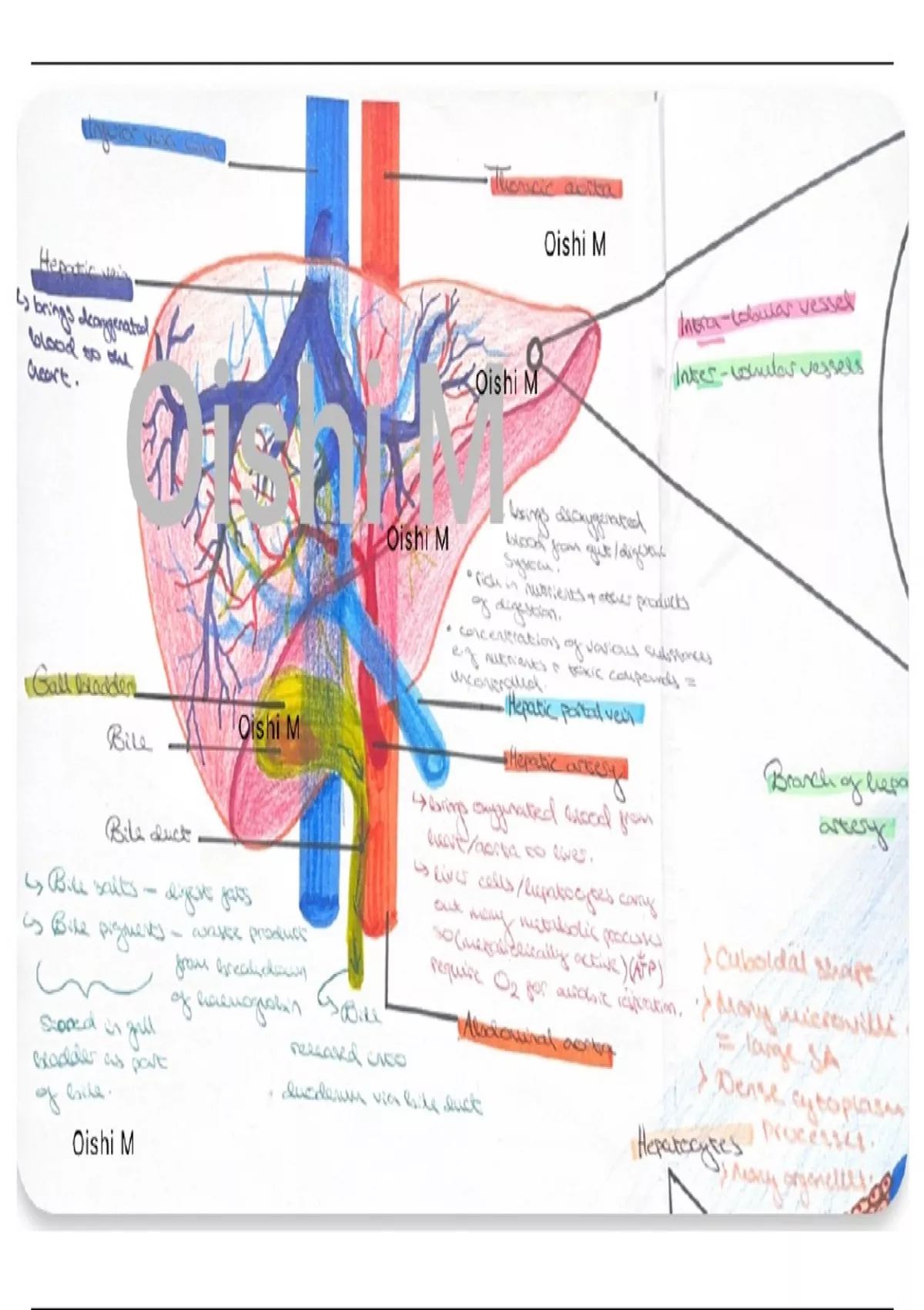 Summary Diagrams with annotations of the liver - Communication ...