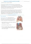 Anatom&iacute;a de la circulaci&oacute;n pulmonar y bronquial - Netter