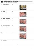 Fetal Pig Dissection with Pictures (Initial overview of major organs and vessels. More detail throughout the semester)