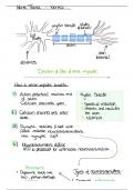 Nerve Tissues - Notes 