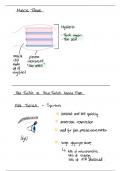 Muscle Tissue - Notes 