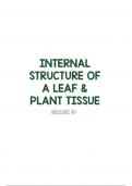 Internal Structure of A Leaf & Plant Tissue