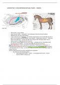 anatomie - spijsvertering varken en paard 