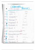 Nervous system notes 