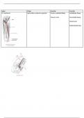 Anatomie - myologie bekken en heup - fysiotherapie leerjaar 1