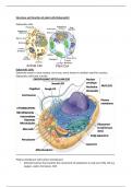 Structure and function of plant and animal cells. 
