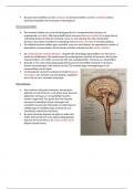 Samenvatting het zenuwstelsel deel 1 & 2 + aandoeningen van het zenuwstelsel