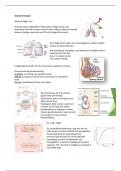 Anatomie longen