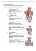 Anatomie spieren BE