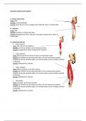 Anatomie spieren OE