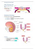 Embriology of the Urinary System