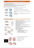 Samenvatting Neurofysiologie HST 3