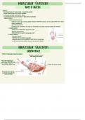 Medical Terminology&colon; Chapter 6 Notes&colon; The Muscular System